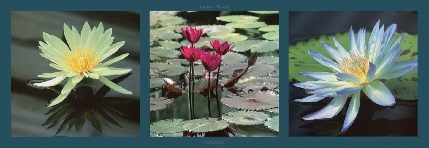 Kunstdruk Laurent Pinsard - Nenuphars 95x33cm