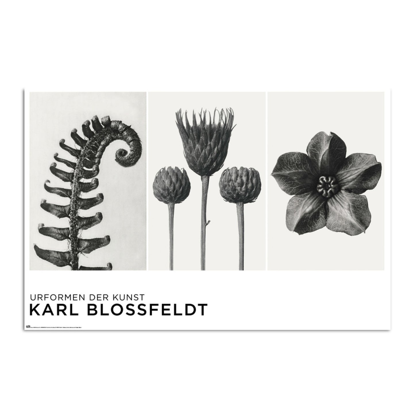 Poster Unformen Der Kunst By K Blossfeldt 61x91,5cm