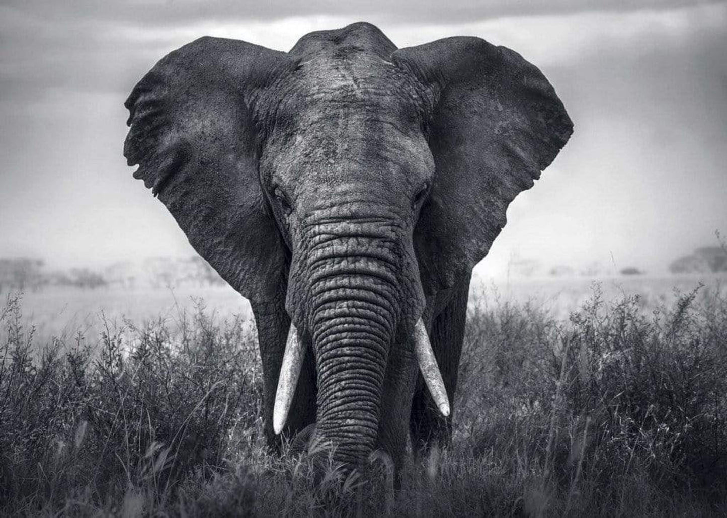Kunstdruk Braun Studio - Eléphant 70x50cm