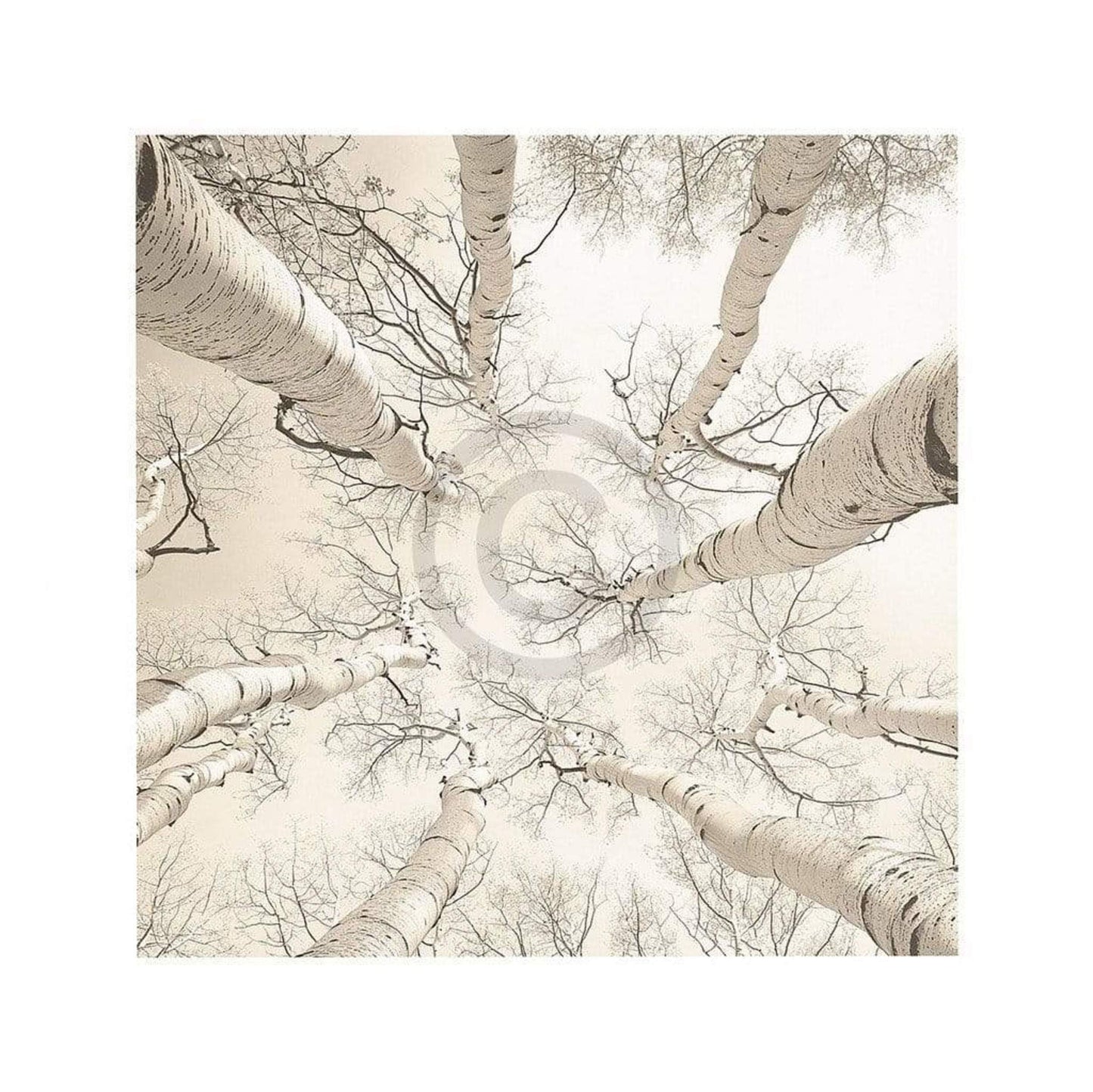 Kunstdruk Adam Brock - Silver Birch 51x51cm