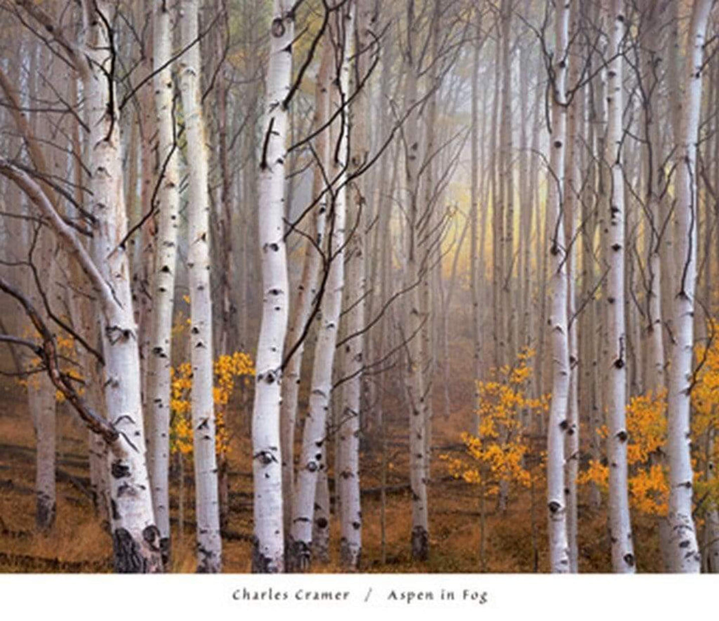 Kunstdruk Charles Cramer - Aspen in Fog 76x66cm