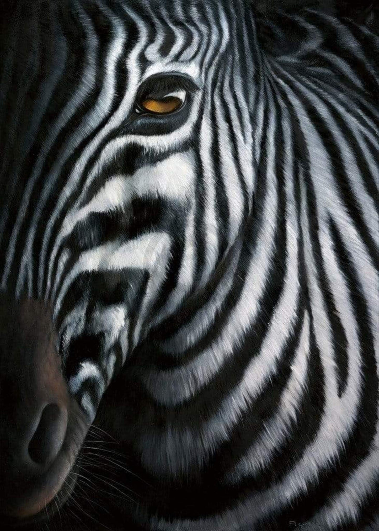 Kunstdruk Jutta Plath - Zebra I 60x80cm