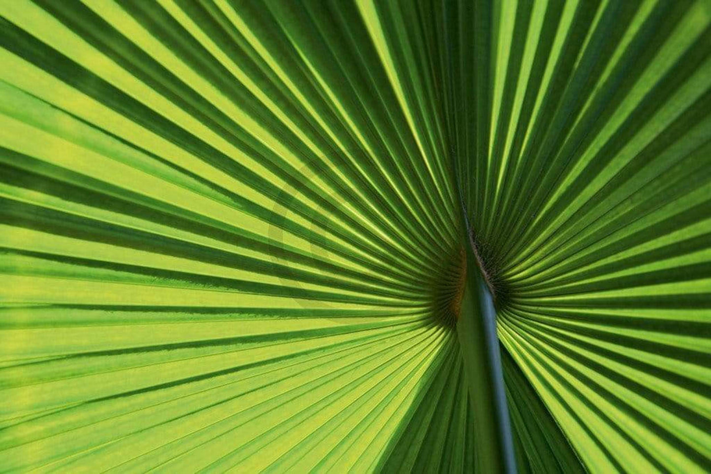 Kunstdruk Ortwin Klipp - Leaf 1 70x50cm