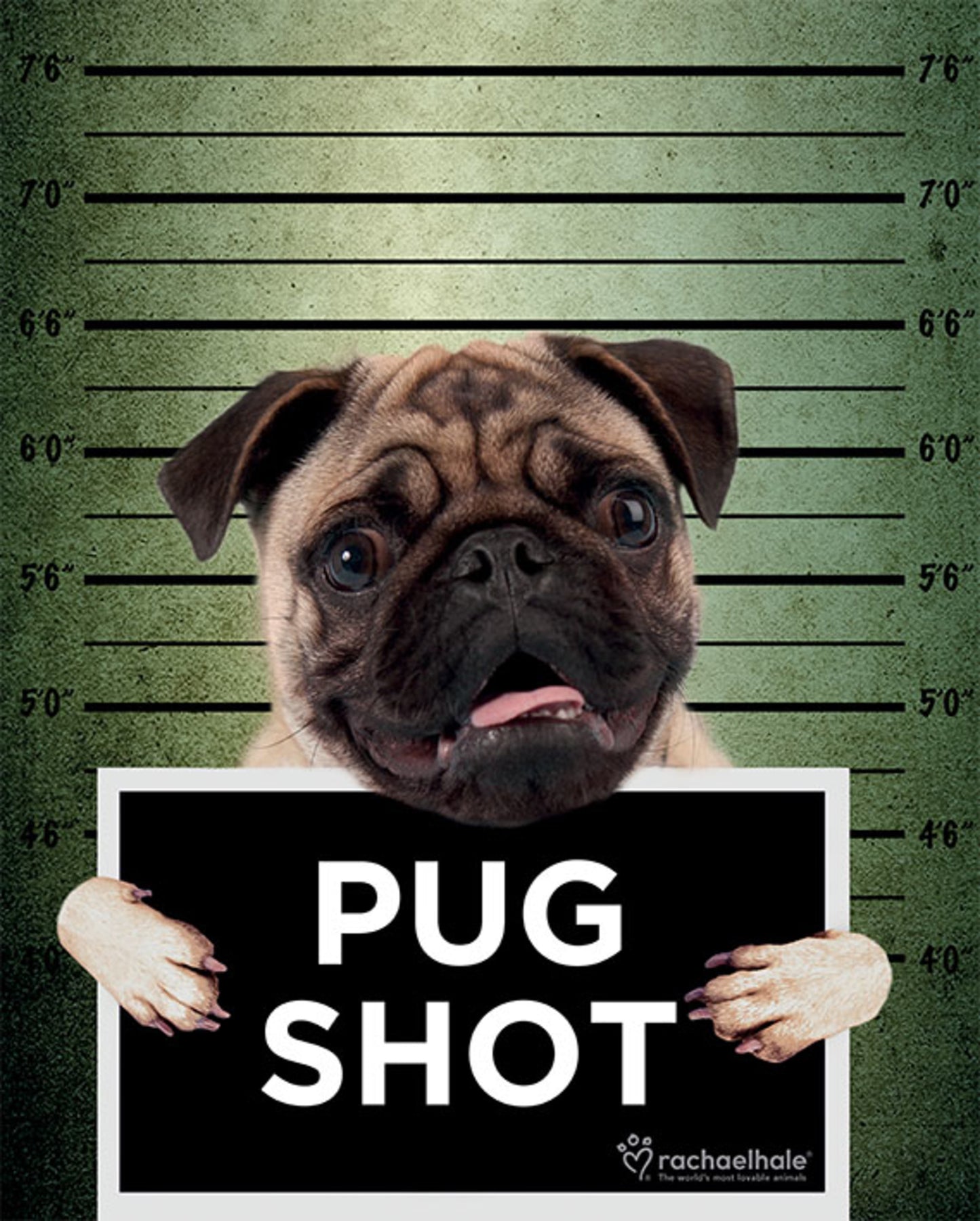 Poster Rachael Hale - Pug Shot Banjo 40x50cm
