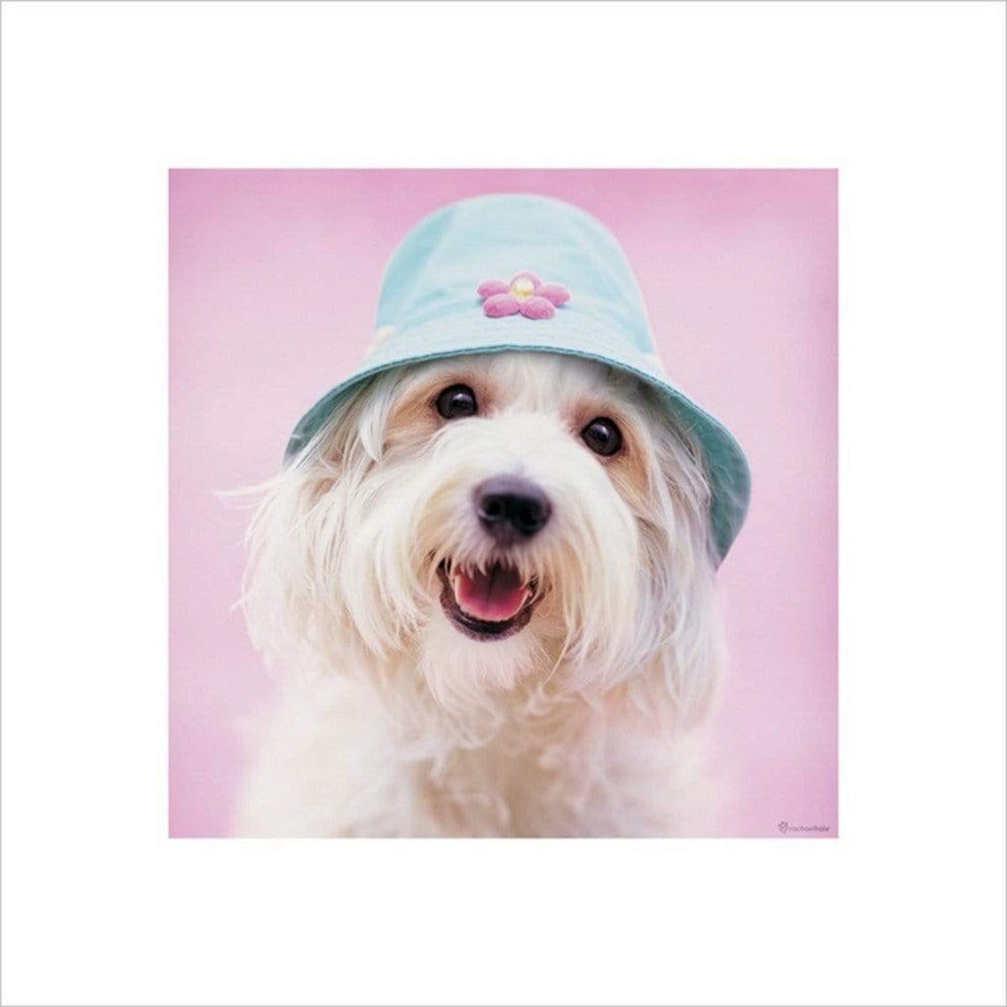 Kunstdruk Rachael Hale - Cindy 40x40cm