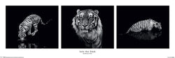 Poster Marina Cano - Into the Dark 91,5x30,5cm