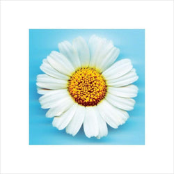 Kunstdruk Big Daisy 40x40cm