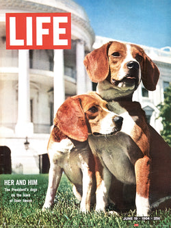 Time Life - Beagles Kunstdruk 30x40cm