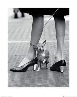 Kunstdruk Time Life - Chihuahua 40x50cm