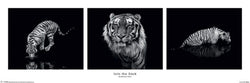 Poster Marina Cano - Into the Dark 91,5x30,5cm