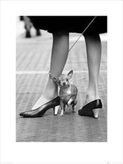 Kunstdruk Time Life Chihuahua 60x80cm
