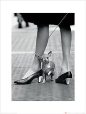 Kunstdruk Time Life Chihuahua 30x40cm