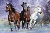 Poster Bob Langrish Running 91,5x61cm