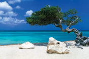 Poster Tom Mackie Divi Divi Tree 91,5x61cm