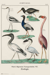 Poster Vintage Birds 61x91,5cm