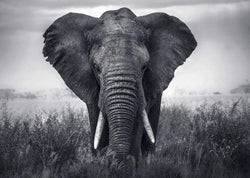 Kunstdruk Braun Studio - Eléphant 70x50cm