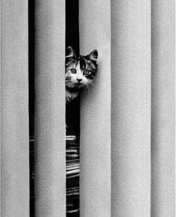 Kunstdruk Golbin - Curious Cat 40x50cm