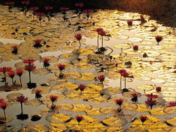 Kunstdruk Bruno Baumann - Lotus Pond 80x60cm