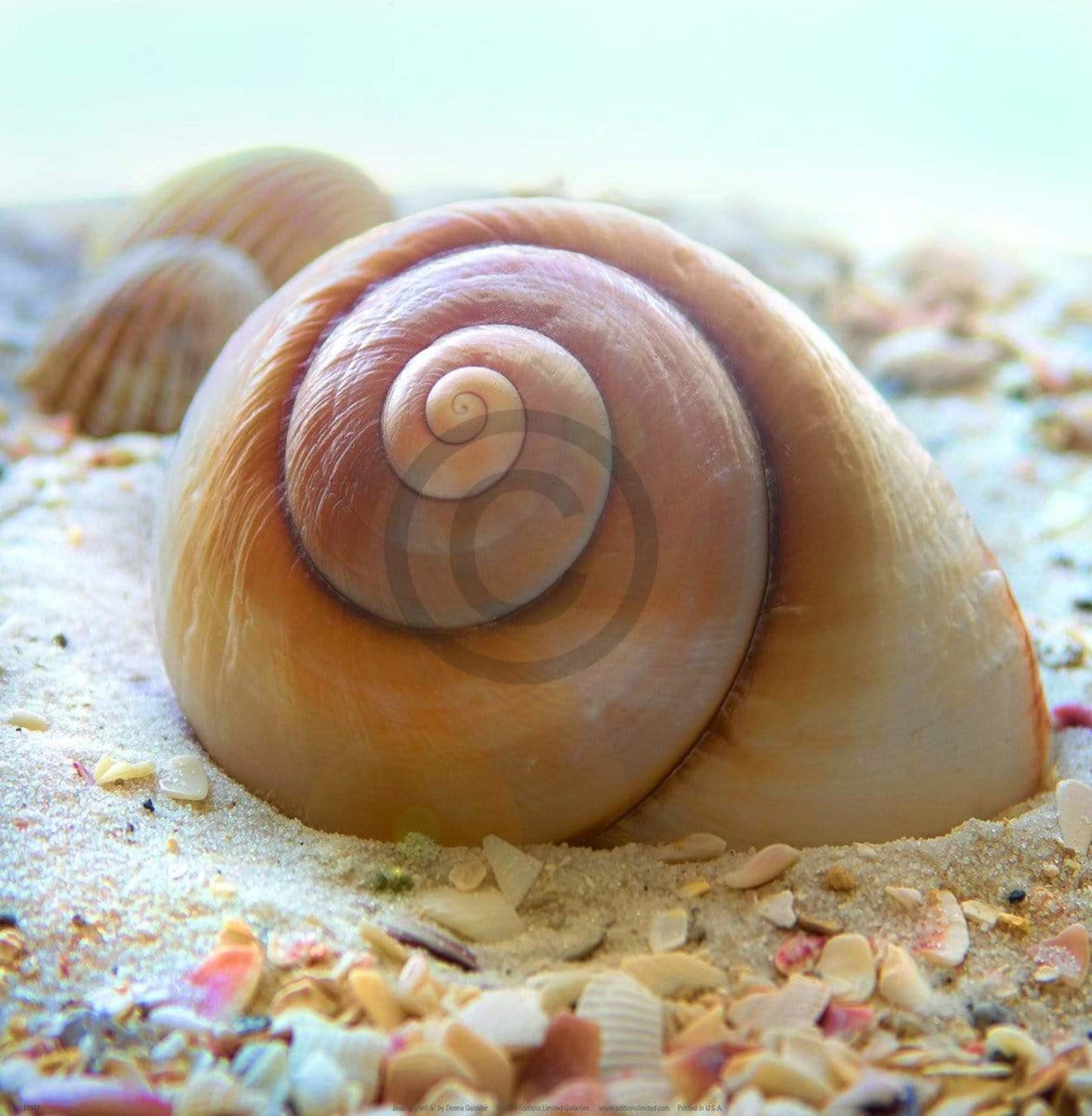 Kunstdruk Donna Geissler - Beach Shell IV 30x30cm