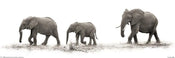 Poster Mario Moreno The Elephants 91,5x30,5cm