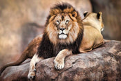 Poster King of the Pride 91,5x61cm