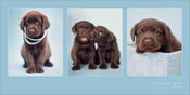 Kunstdruk Rachael Hale Chocolate Treat 100x50cm