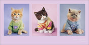 Kunstdruk Rachael Hale Kitty Couture 100x50cm