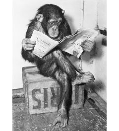 Chimpansee Leest Een Krant Poster 61x91.5cm