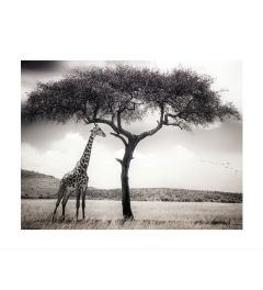 Giraffe Op De Savanne Kunstdruk