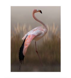Flamingo Kunstdruk