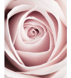 Pink Rose Kunstdruk