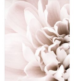 Chrysanthemum 1 Kunstdruk