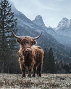 Highland Cow Poster 40x50cm