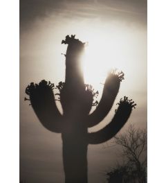 Saguaro Sunrise #10