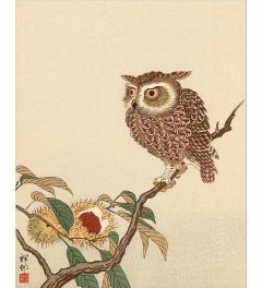 Ohara Koson Owl And Chestnuts Art Print 40x50cm