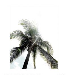 Panama Palms Art Print 40x50cm