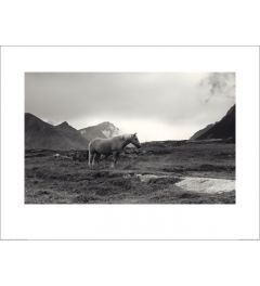 Samen grazen Lofoten Eiland Print 80x60cm